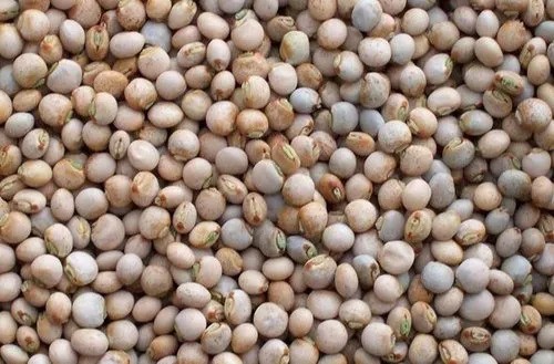 White Pigeon Peas Pulses Wholesale