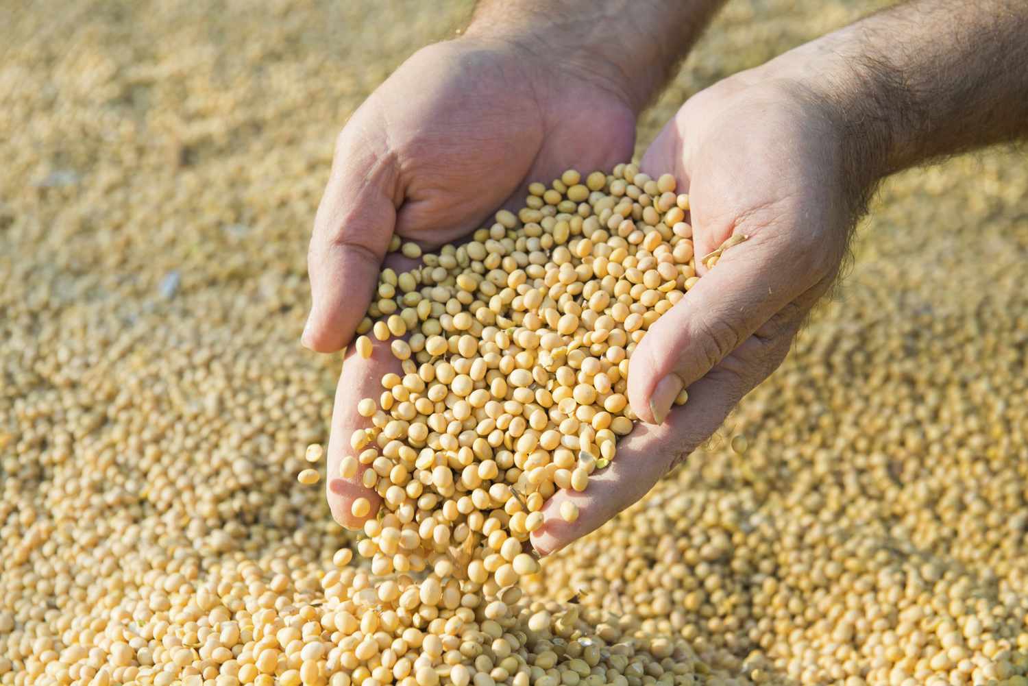 High Protein Indian Soybean Exporter