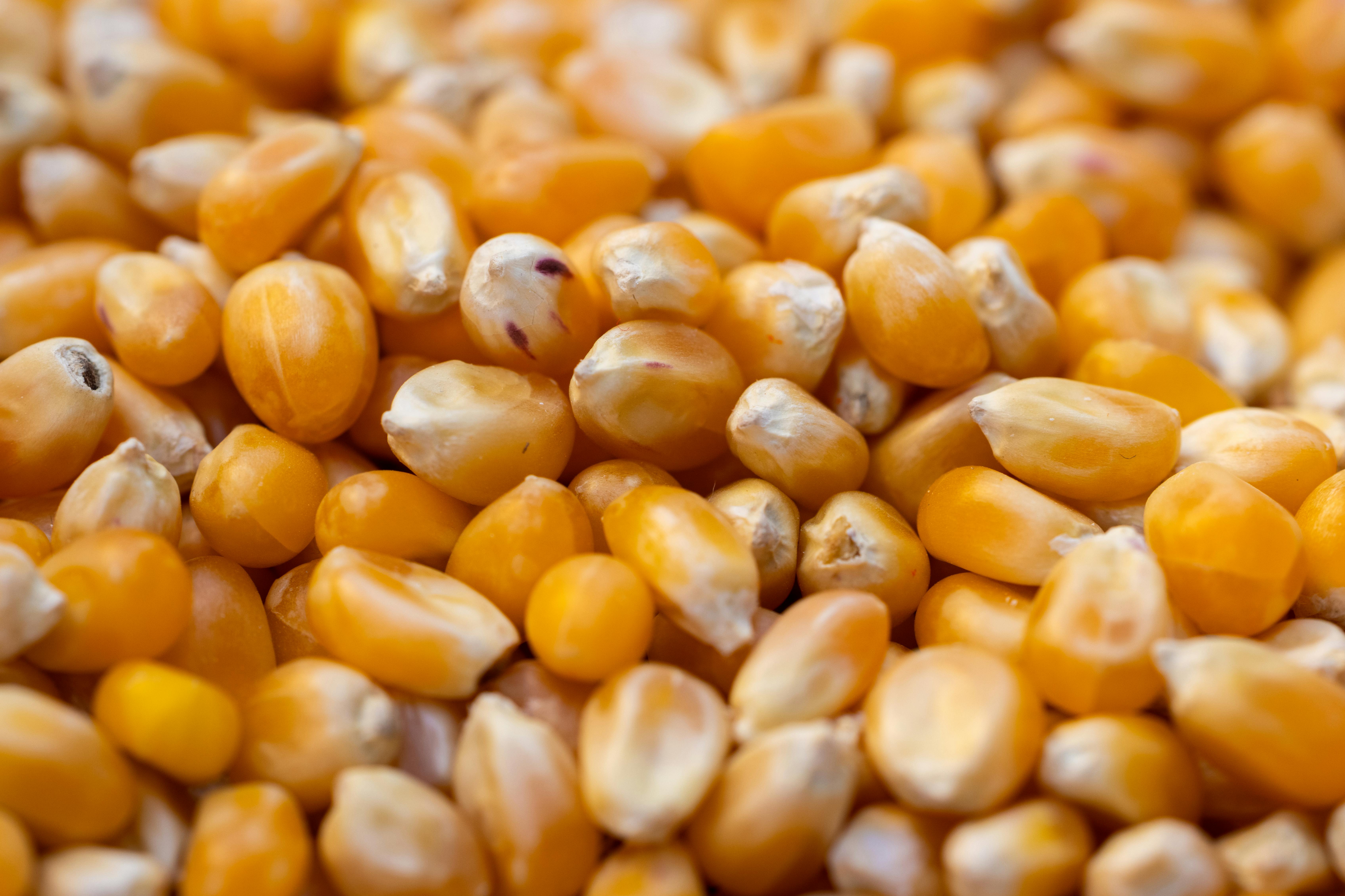 Bulk Indian Yellow Maize Export Grade